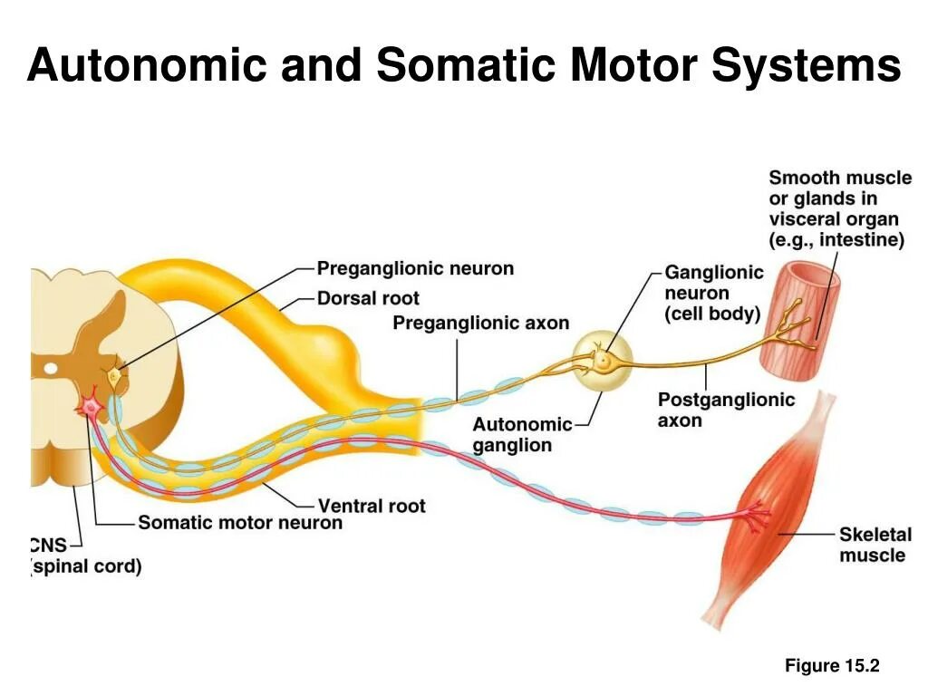 Рефлекс красного цвета соматика. Somatic Motor System. Рефлекс травмы соматика. Autonomic Reflex Arc.