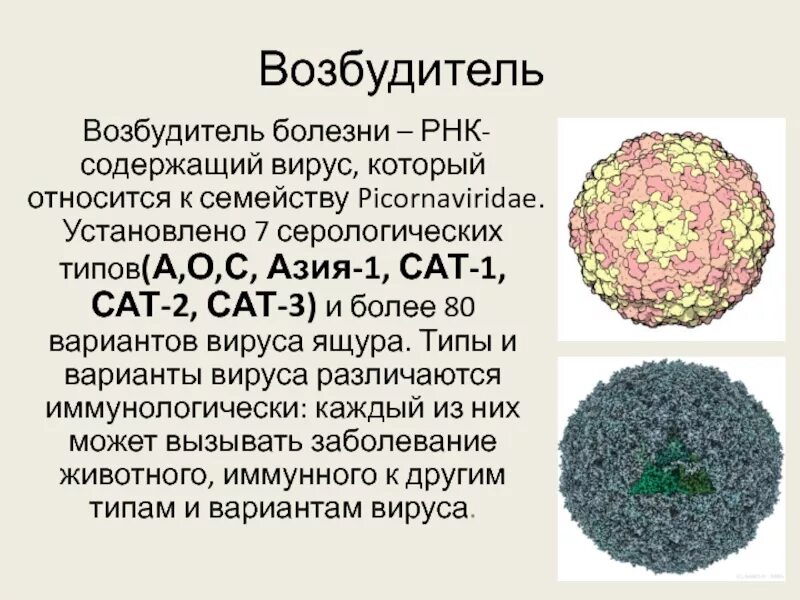 Инфекционная рнк. Возбудитель ящура микробиология. Антигенная структура пикорнавирусов. РНК вирусы заболевания. РНК содержащие вирусы.