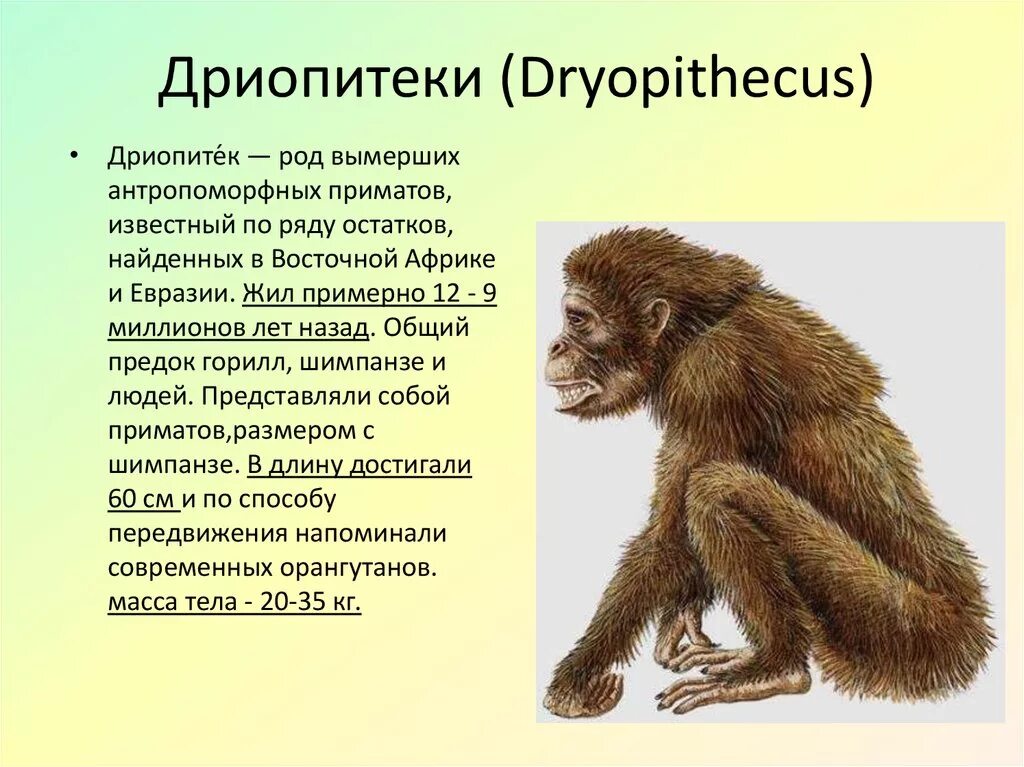 Видовое название человека. Дриопитеки предки человека. Приматы и дриопитеки. Проконсул и дриопитек. Дриопитек древесная обезьяна.