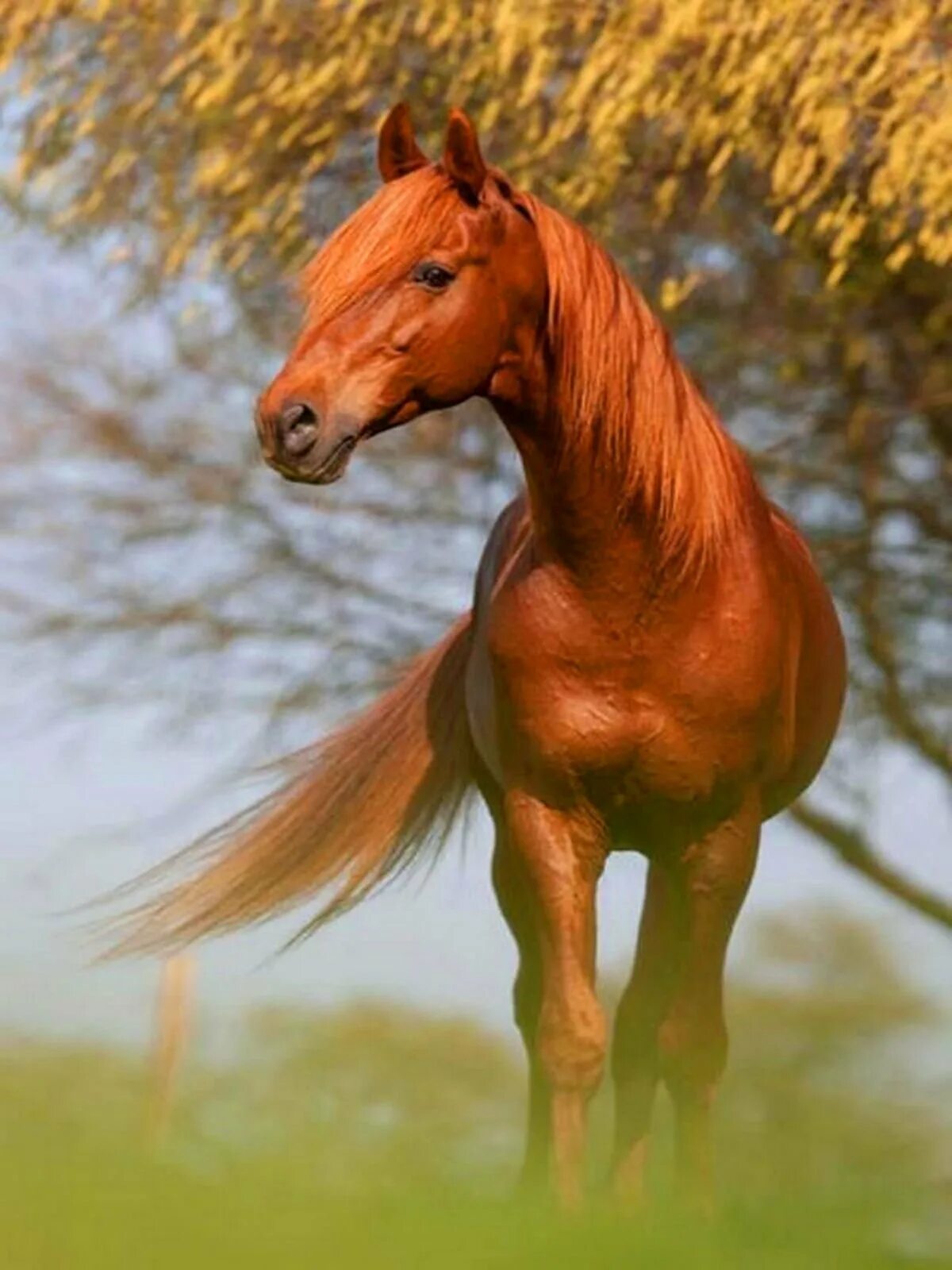 Рыжий конь. Cheval alezan лошадь масти. рыжая масть лошади. коричневая лошадь. конь рыжий.