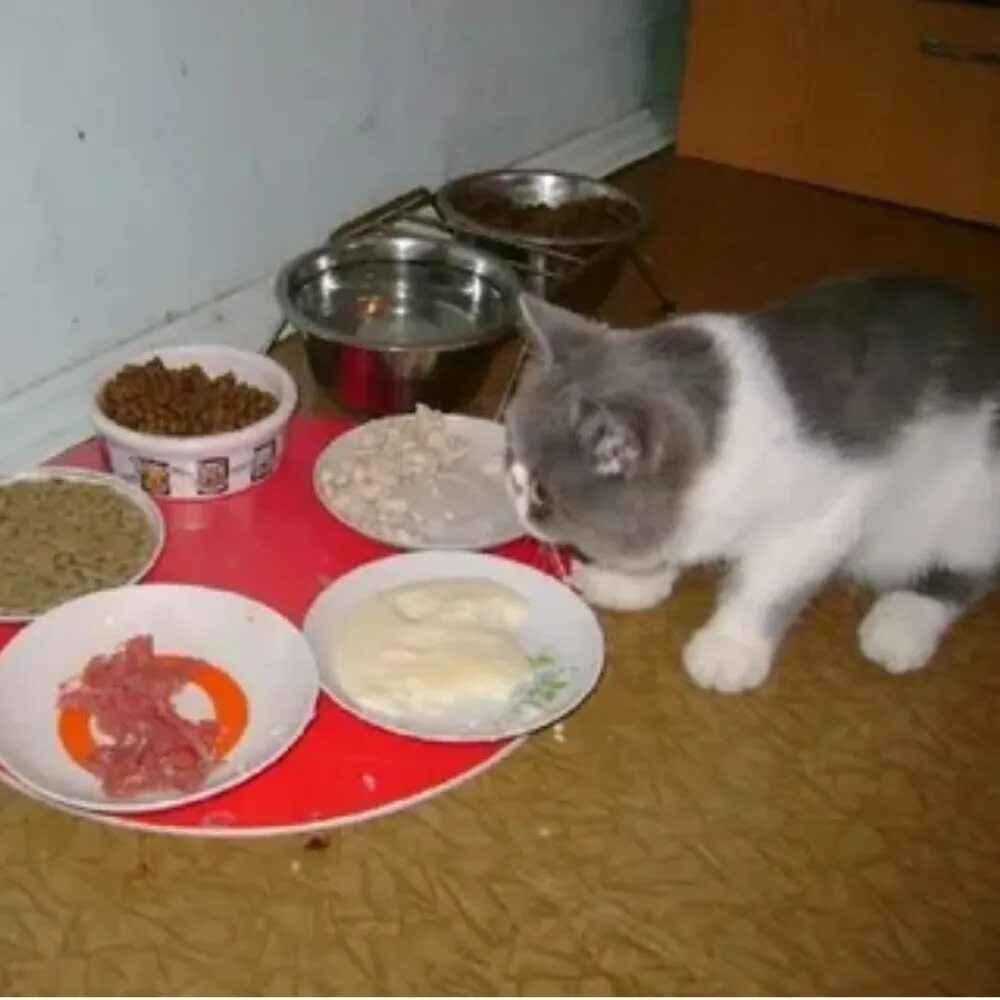 Чем можно кормить домашнюю кошку. Питание кошек. Домашние обеды для котов. Еда для котят. Еда для котов в домашних.