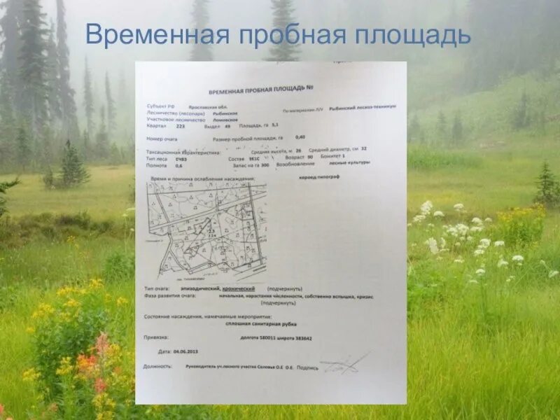 Площадь пробной площадки. Временные пробные площади. пробная площадь. размеры пробной площади. бланки пробных площадей.
