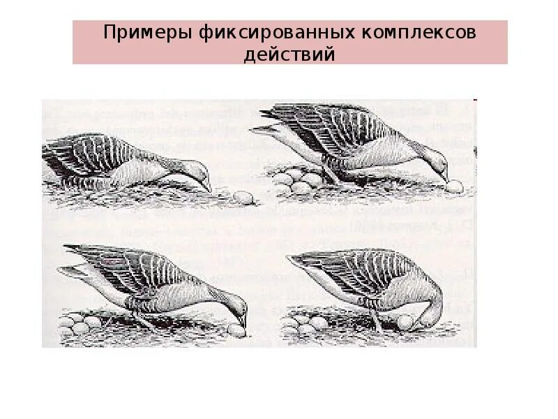 Фиксированное действие. Фиксированное действие. 3 главных формы действия. Комплекс фиксированных действий у животных. Комплекс действий.