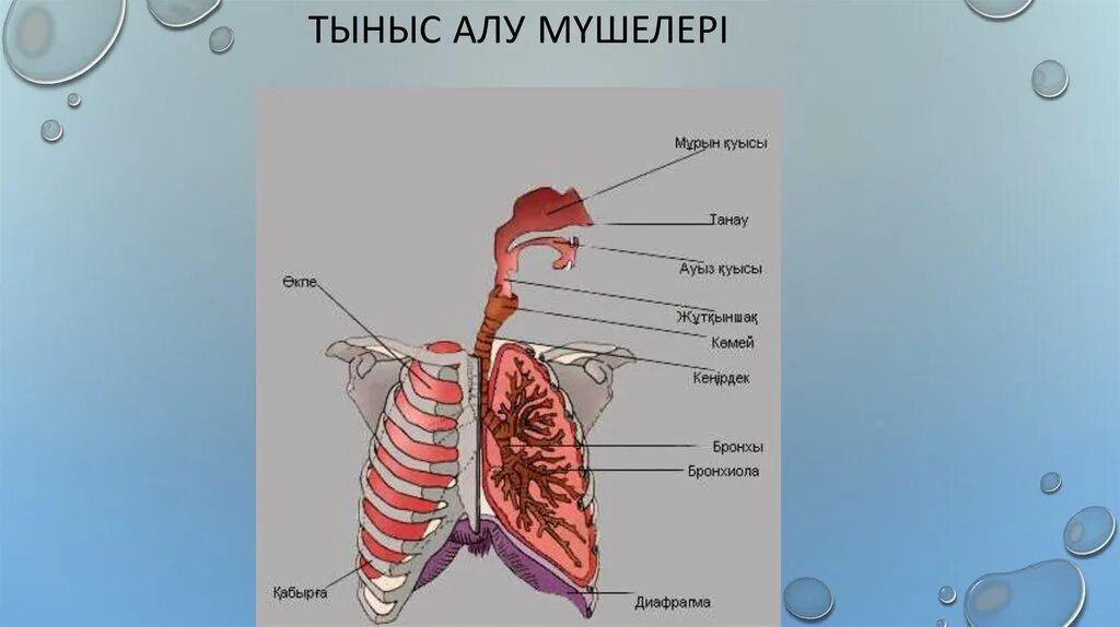 Және тыныс алу