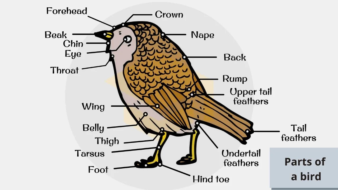 Birds 1 часть. Части тела птицы. Части птицы на английском. Части тела у птицы по англ. Строение птицы на английском.