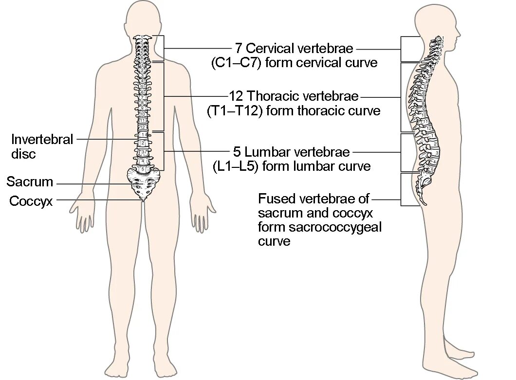 To have no backbone