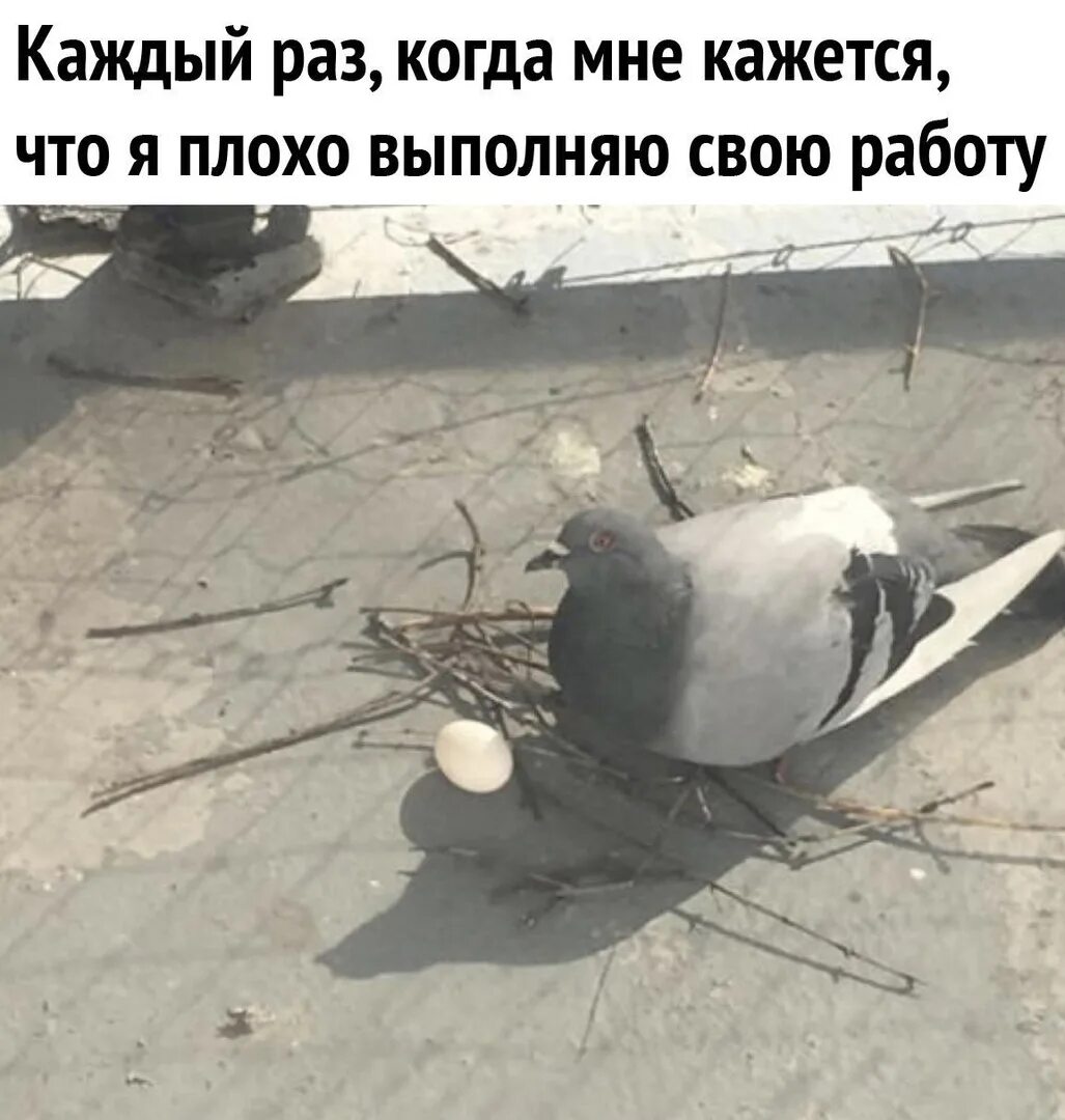 Работник лентяй. Гнездо голубя. Голубь гнездо приемлемо. Плохо выполненная. Страх перед неудачей.