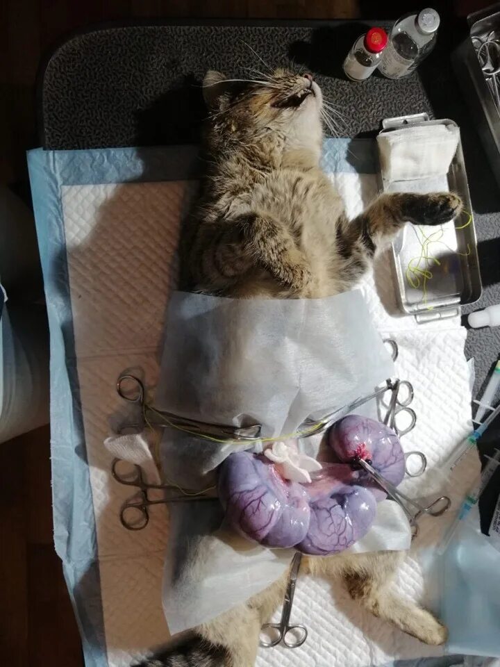 Как делают кастрацию котам