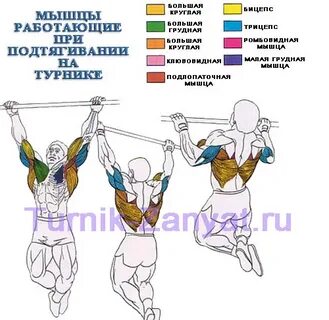 Подтягиваться какие мышцы
