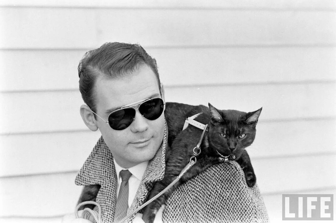 Кот режиссер. Кастинг черных котов в голливуде 1961. кот в голливуде. котик режиссер. коты режиссеры.