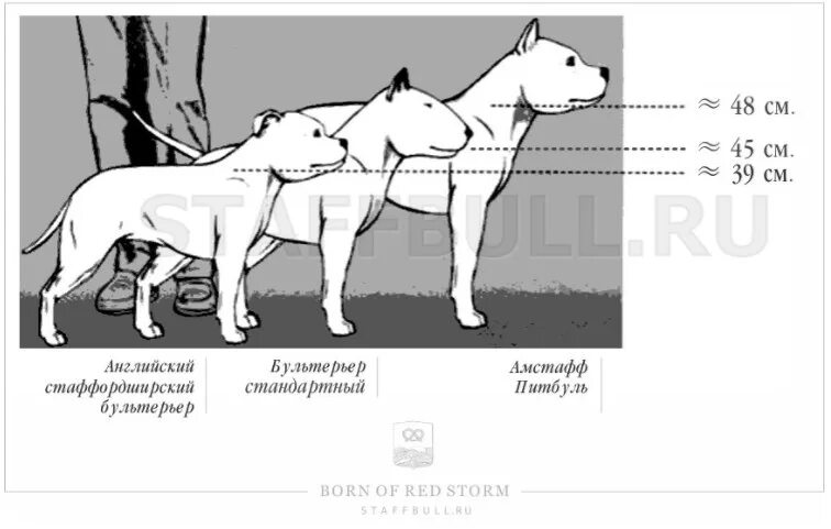 Американский стаффордширский терьер и бультерьер. Бультерьер амстафф Стаффорд отличия. Длина тела американского стаффордширского терьера. Американский стаффордширский терьер 2 типа.