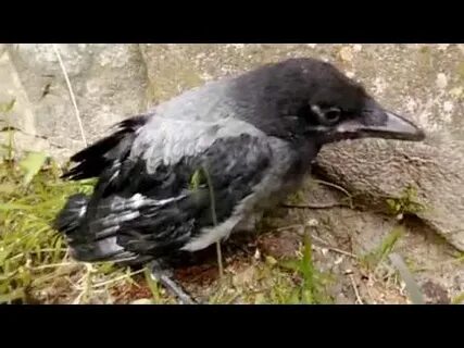Птенцы вороны как называются