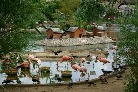 В пруду зоопарка