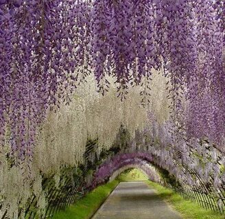 Wisteria