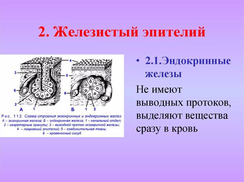 Железистый эпителий строение. Строение железистой эпителиальной ткани. Железистая эпителиальная ткань экзокринный. Железистый экзокринный эпителий. Экзокринные железы выводные протоки