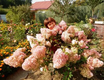 Самые лучшие сорта для подмосковья