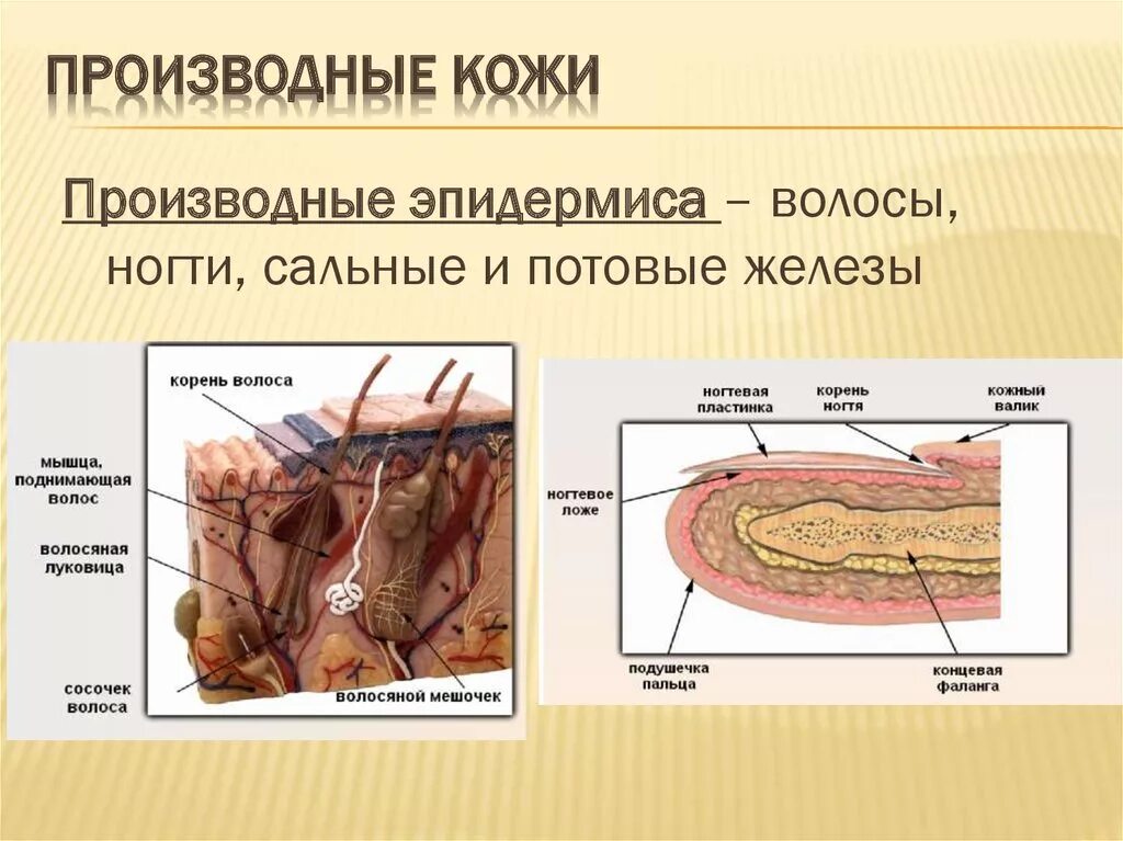 Строение и функции производных кожи. Производные кожи человека биология 8 класс. Схема строения производных кожи. Строение и функции кожи. Кожа и её производные.. Строение кожи, производные кожного Покрова.