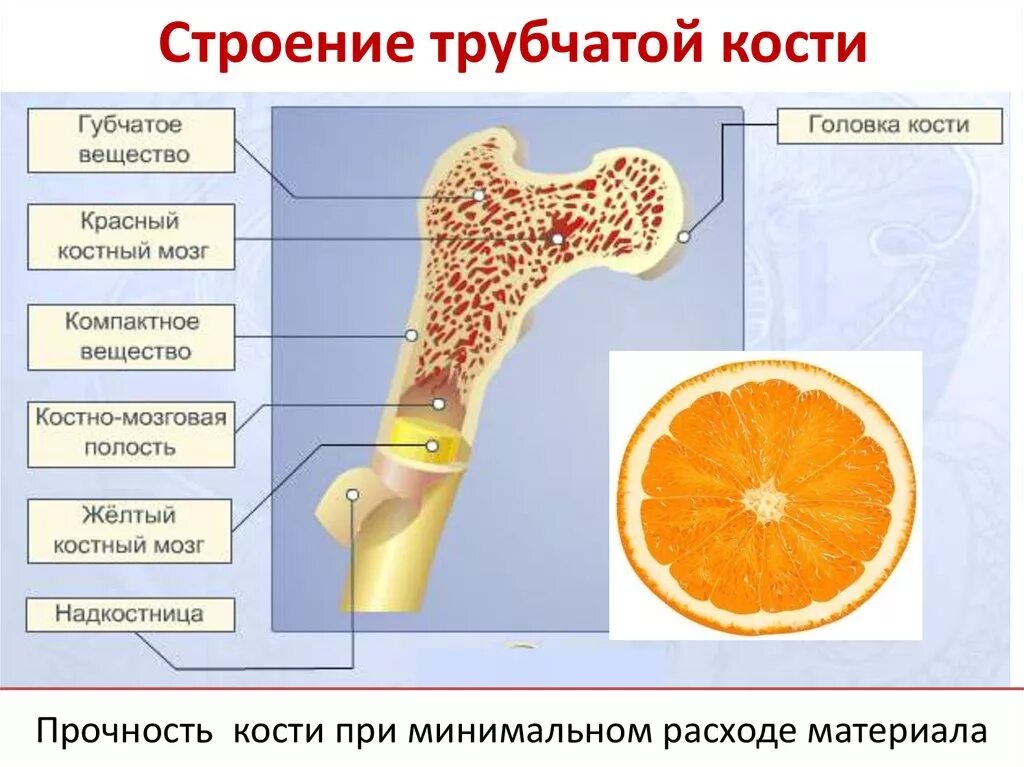 Трубчатые 2 губчатые. Строение трубчатой кости анатомия. Трубчатая кость строение. Строение трубчатых костей. Трубчатая кость в разрезе.