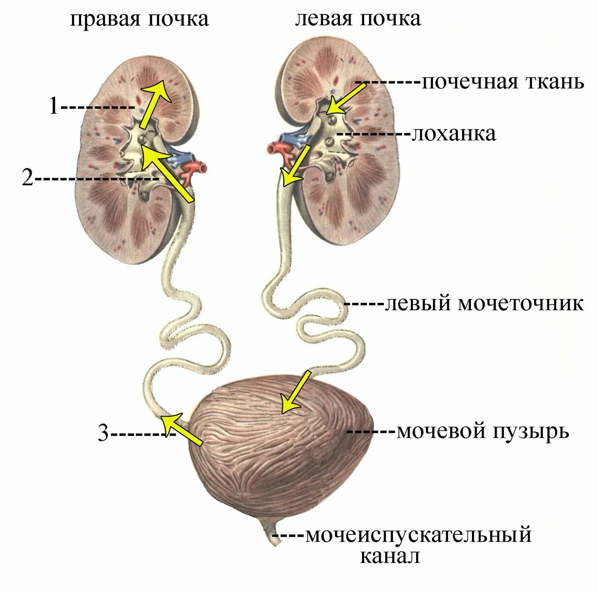 Строение почки и мочевого пузыря