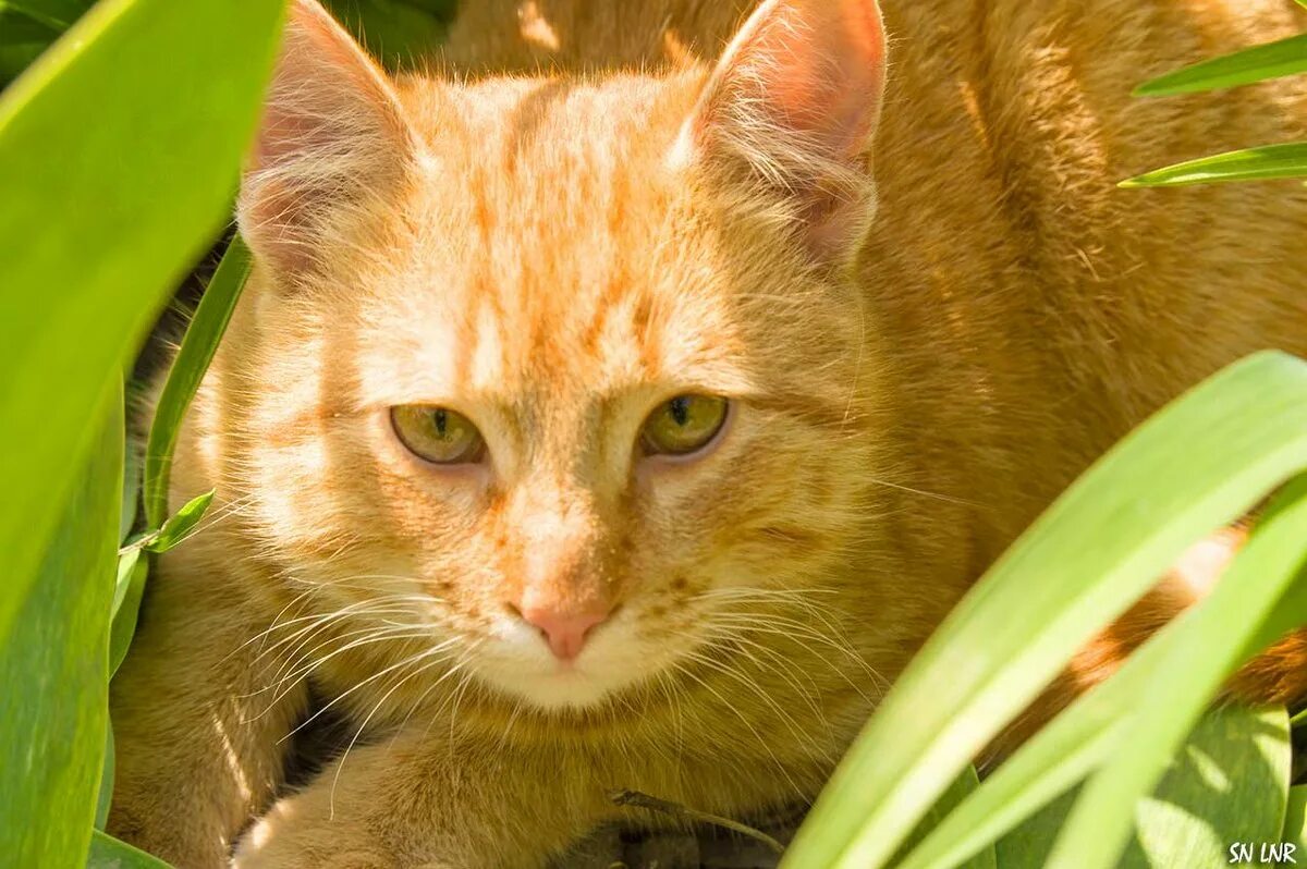 веселый рыжик. скачай рыжика. маленький котенок рыжик. котенок рыжик. рыжик кот.