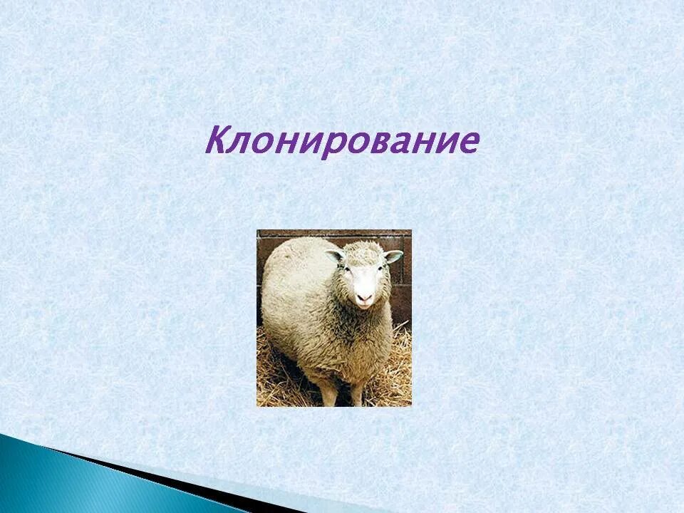 Первым в мире клонированным млекопитающим была