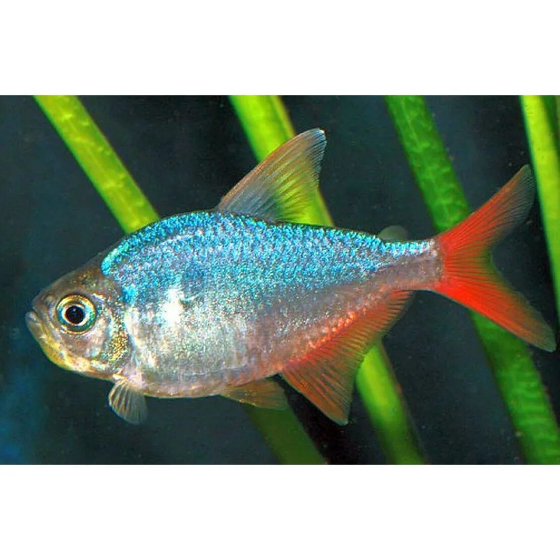 Тетра сапфировая. Hyphessobrycon columbianus. хифессобрикон эквадорский (сапфировая тетра). рыбка тетра колумбийская. тетра колумбийская сапфировая.