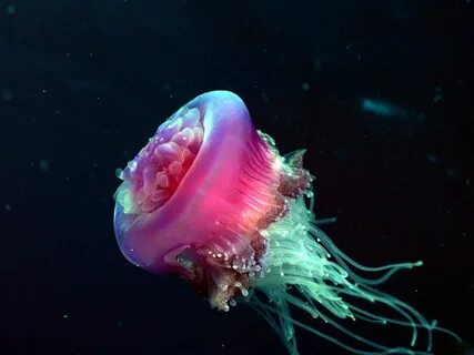 Морская кислота
