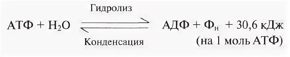 1 моль атф. Строение АТФ гидролиз. Реакция катализируемая АТФ-азой. Реакция катализируемая АТФАЗОЙ. Реакция катализируемая АТФАЗОЙ реакция.