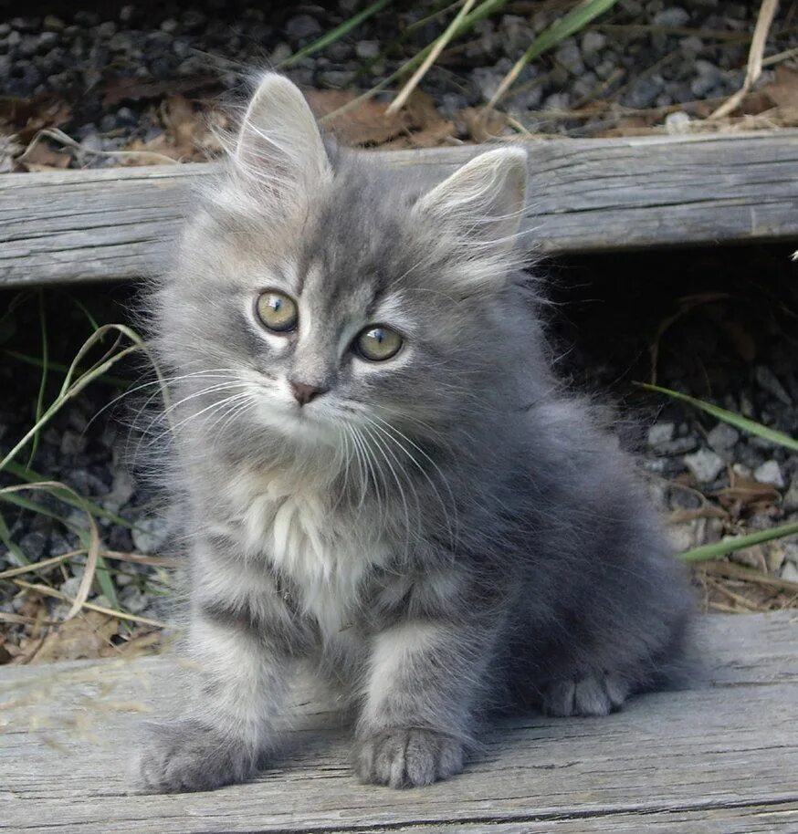 Серый котенок купить. Сибирская голубая табби. Сибирская кошка серая дымчатая. Голубой табби Сибирский котенок. Серенький котенок кошка Сибирская.