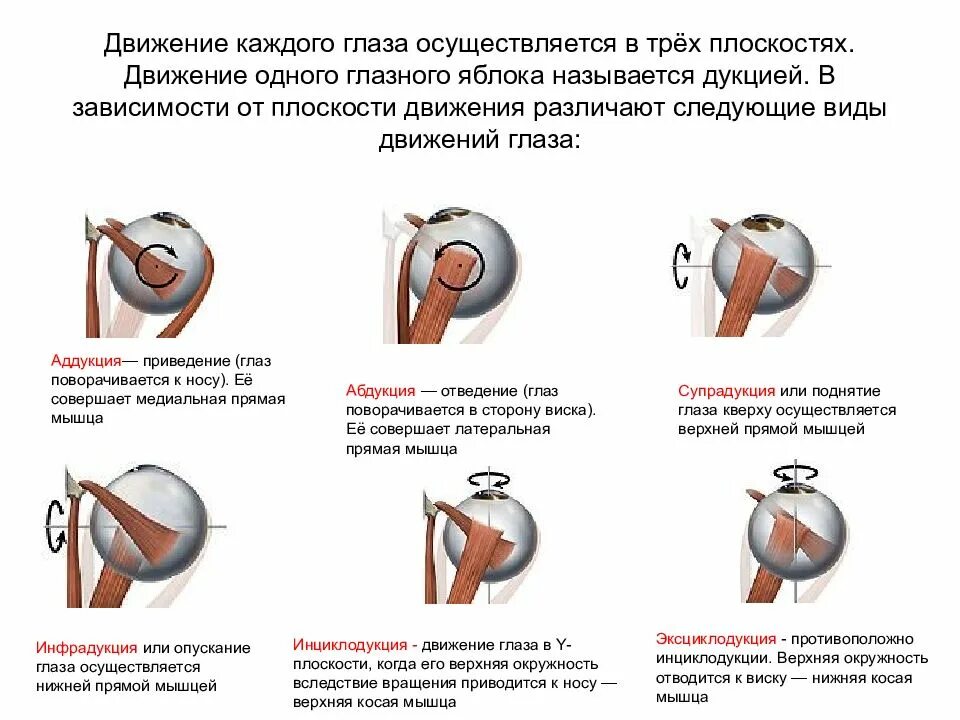 Нарушение движений глазных яблок. Аддукция и абдукция глаз. ограничение подвижности глазного яблока. отсутствие движений одного глазного яблока называется:. движение глазных яблок.