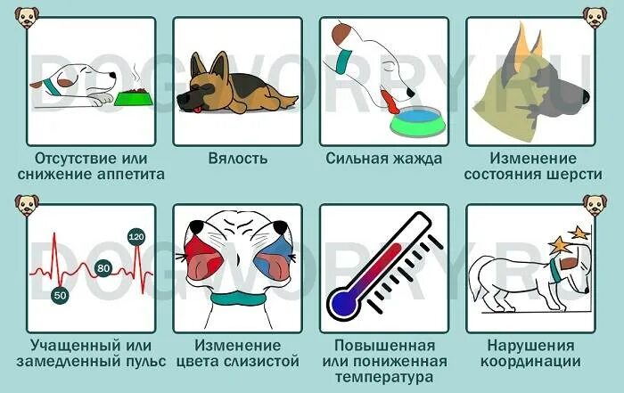 Почему собака скулит без причины. Как собрать анализ мочи у собаки. Собака скулит без причины. Собака пищит без причины.