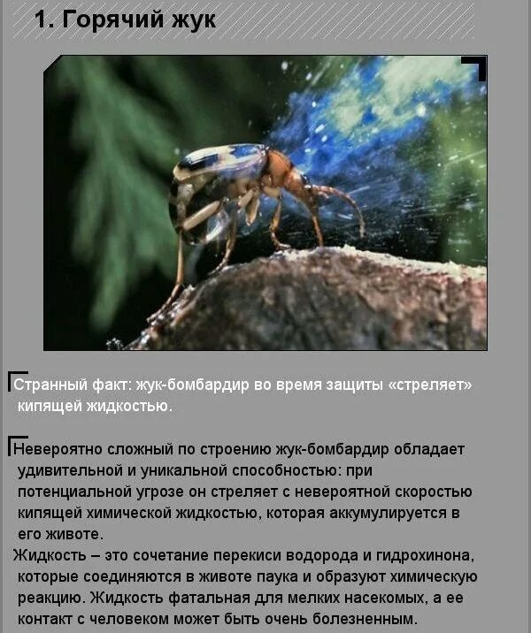 Несуществующие факты. Самые интересные факты о природе. интересные факторы о природе. необычные факты о животных. необычные факты о природе.