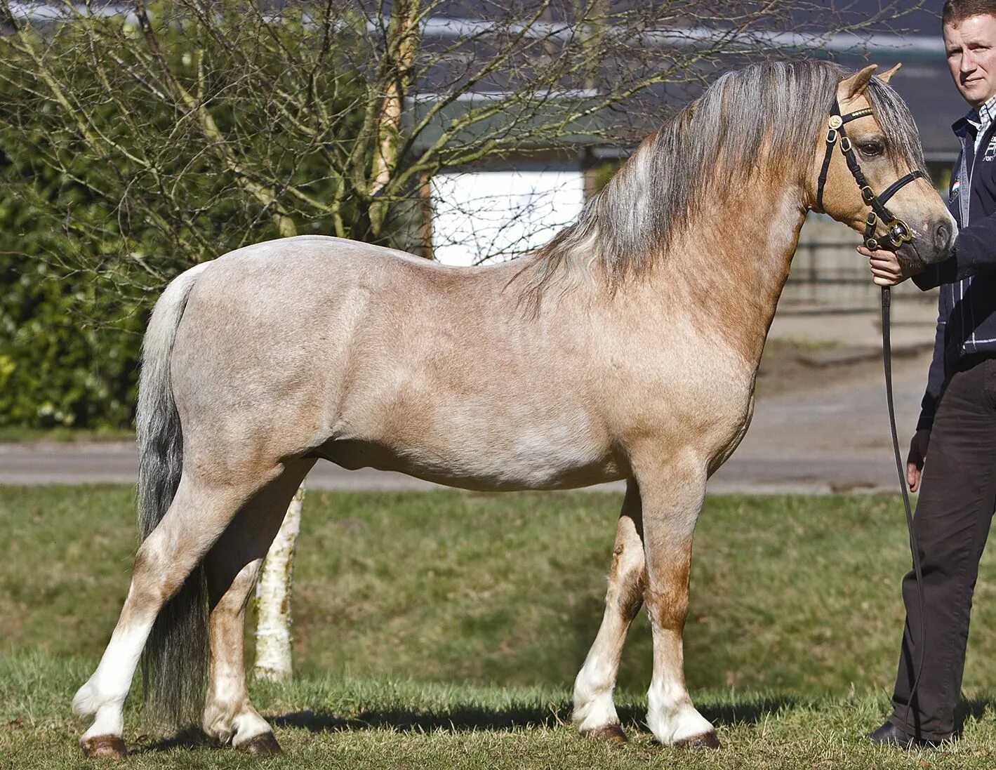 пони порода лошадей. разноцветные лошади. фалабелла чубарая. пони фалабелла. лошади породы тинкер.