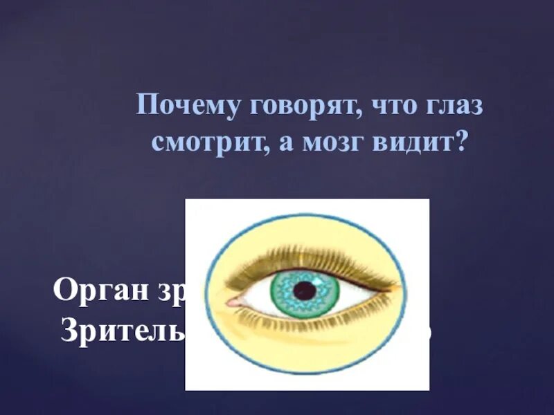 Глаз мозг зрение. Высказывание на тему зрение. Мозг глаза око. Мы видим мозгом а не глазами.