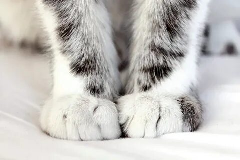 Лапки кошечки