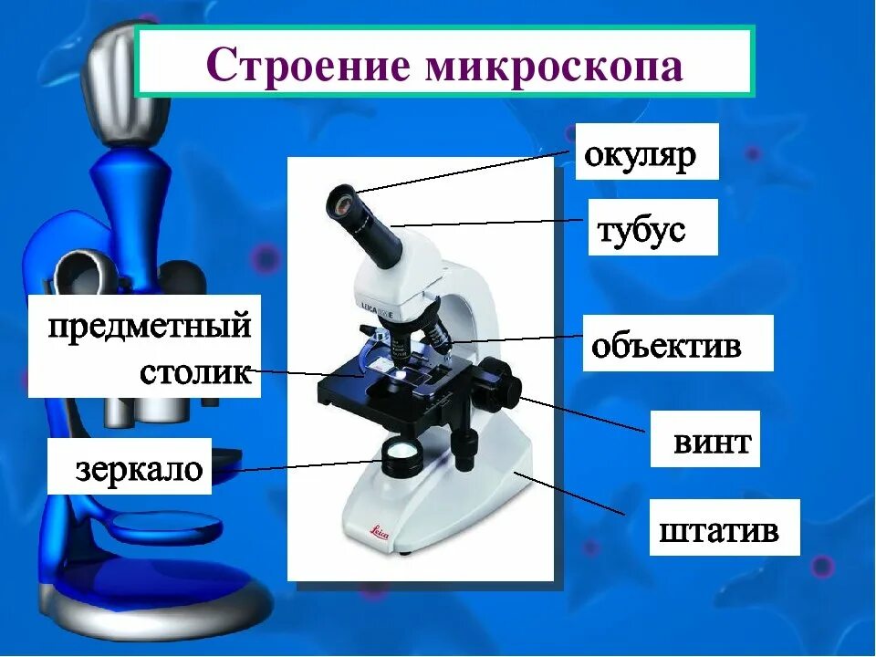 Строение микроскопа впр