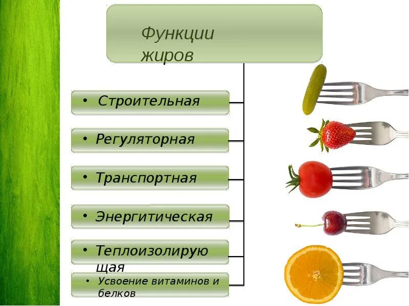 Три функции жиров. Функции жиров в организме. Перечислите основные функции жиров:. Строительная функция ж. Жиры функции в организме.