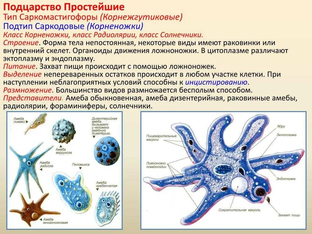 Саркомастигофоры Саркодовые. Корненожки радиолярии солнечники. Класс Саркодовые корненожки. Тип Саркодовые корненожки. Отличие одноклеточных от бактерий