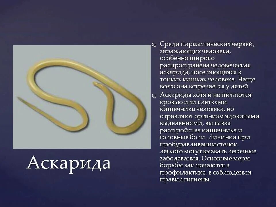 Передаются ли аскариды от человека к человеку. Паразиты черви аскариды. Вид гельминта аскаридоз.