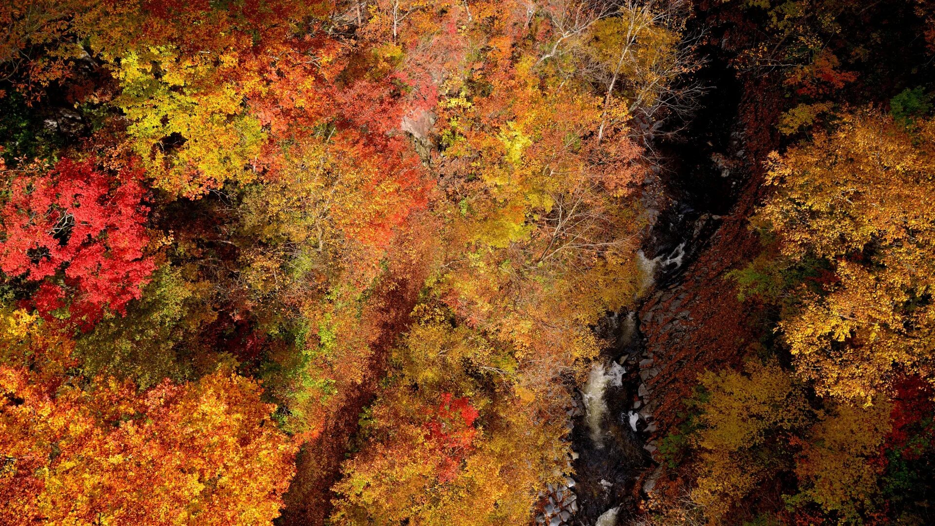 Осенние разбор. Осенний лес горизонтально. Осень в лесу горизонтальные. Осенний лес 2д. Осенний лес Графика.