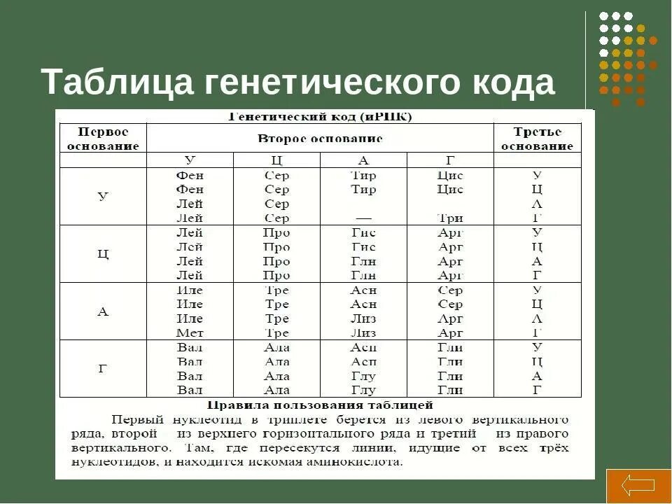 Один триплет днк содержит информацию. Генетический код таблица биология 10 класс. таблица кодирования аминокислот днк и рнк. таблица генетического кода днк по биологии. генетический код таблица егэ биология.