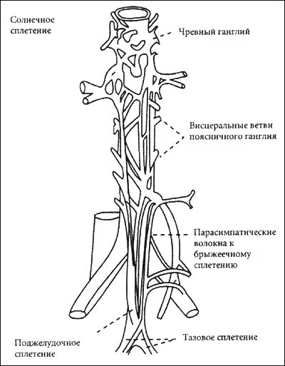 Солнечное сплетение у человека это. Солнечное сплетение. Солнечное сплетенение. Чревное солнечное сплетение. Чревное сплетение схема.