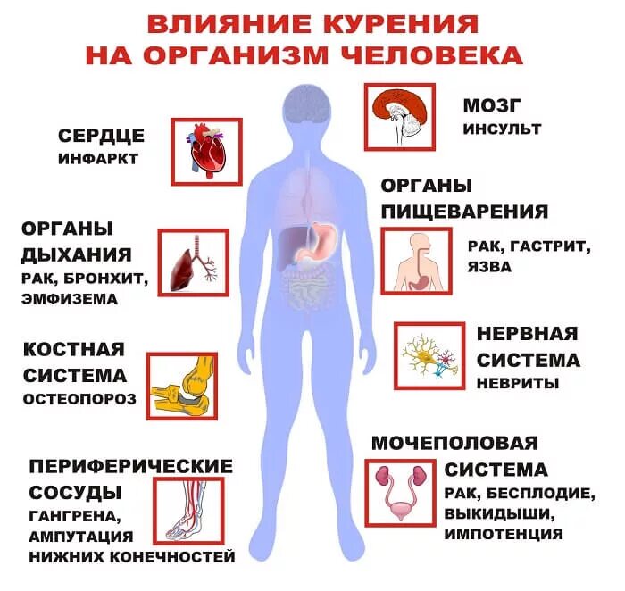 Как курение влияет на организм. Воздействие никотина на организм человека кратко. Влияние никотина на нервную систему человека. Воздействие никотина на организм человека кратко. Влияние никотина на органы.