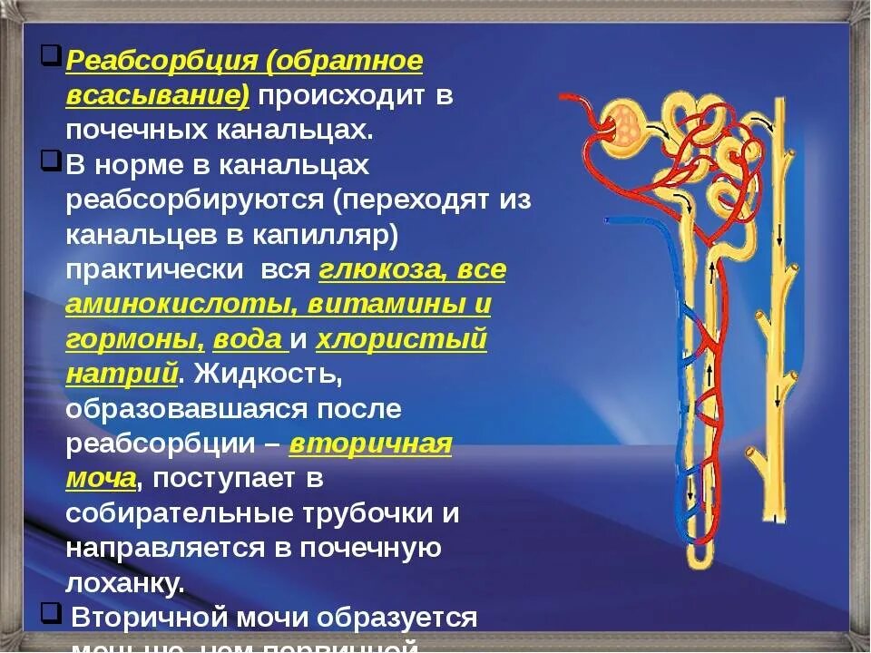 Реабсорбция. Реабсорбция в почках. Почечная реабсорбция. Реабсорбция в канальцах почек.