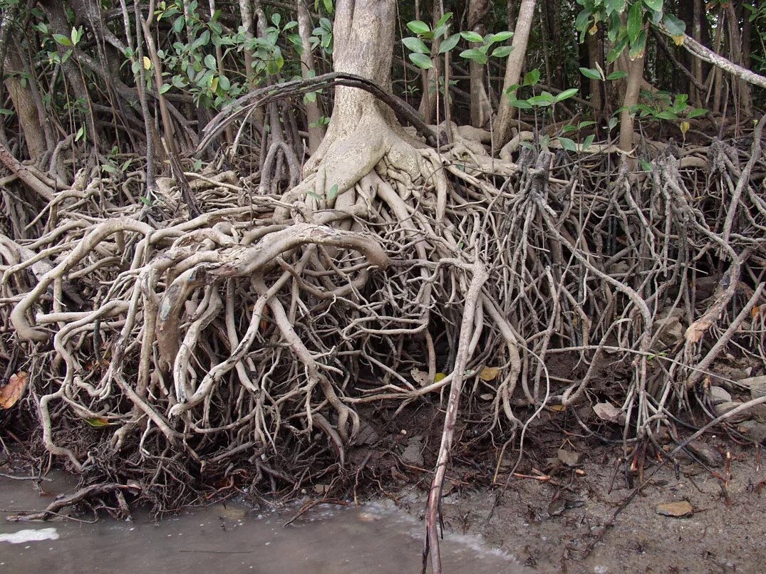 Корни растения бывают. Плантариум корни. Подземные корни растений. Необычные корневые системы. Воздушные корни.