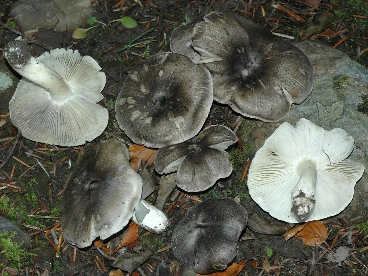 Рядовка золотистая. Гриб тополевка рядовка. Рядовка погубленная tricholoma pessundatum. Рядовка коричневая tricholoma imbricatum. Гриб рядовка фото и описание как готовить.
