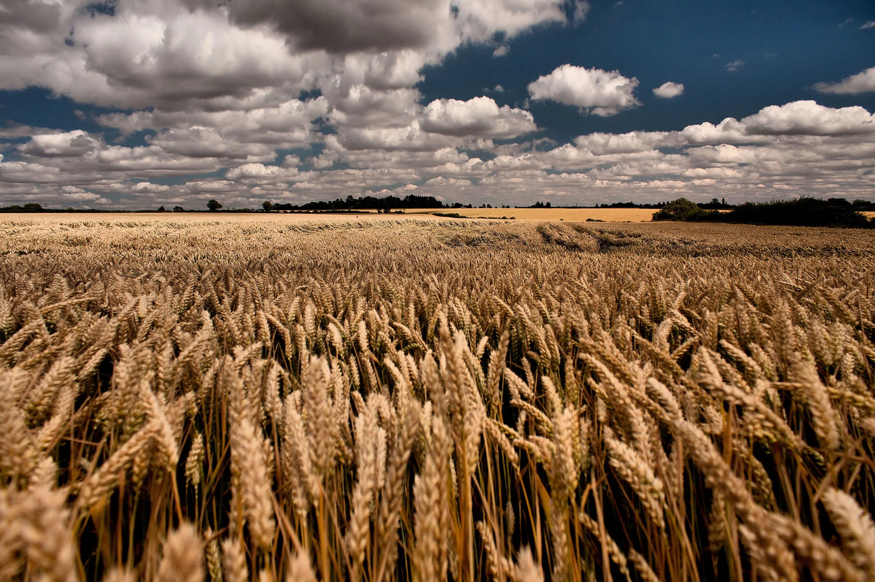 Wheat field