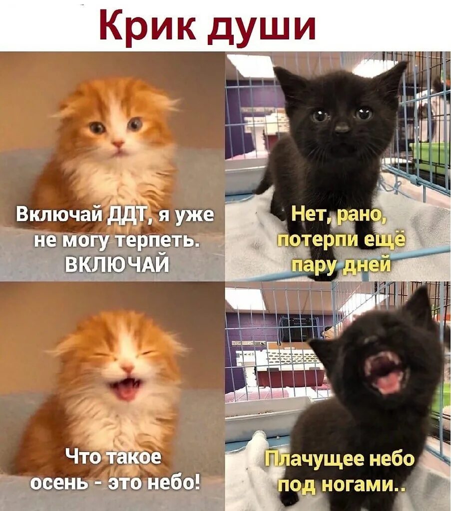 Включи терпи