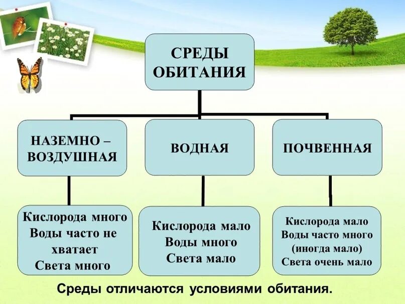 10 сред обитания. 10 сред обитания