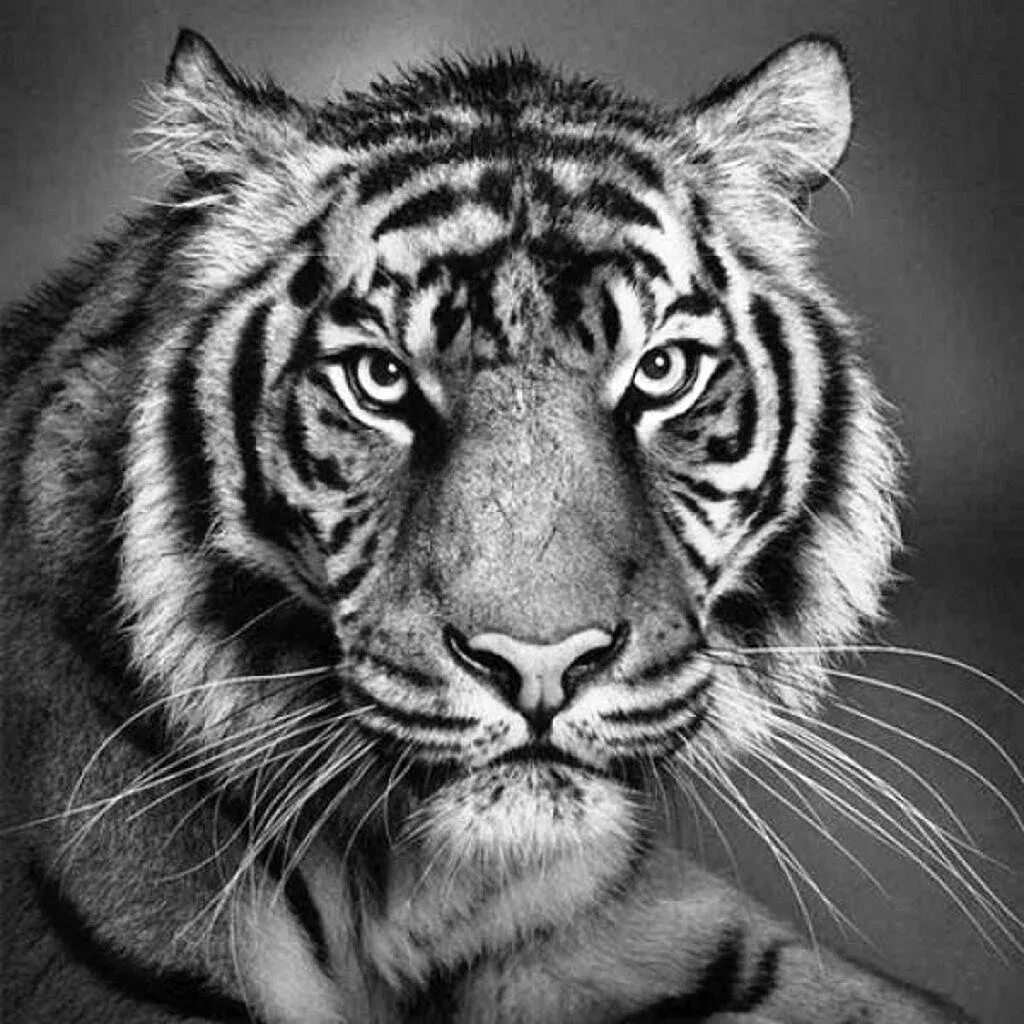Черный тигр Кишан. Тигр черно белый. Черно белые картины. Тигр морда.